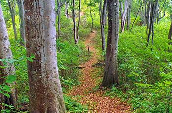 The Shin-etsu Trail
