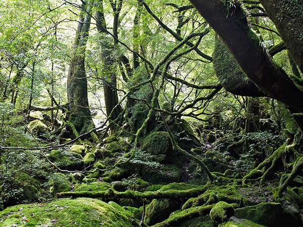 Yakushima(Kagoshima)